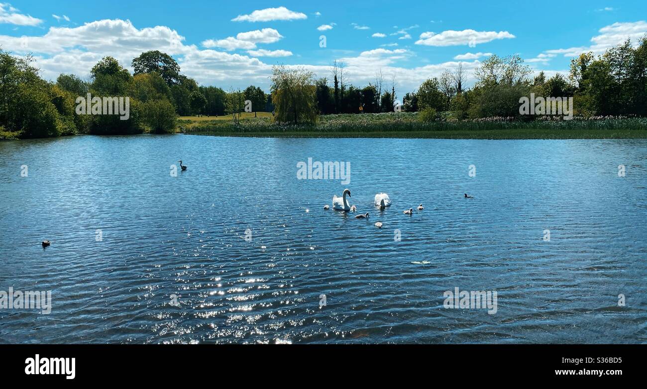 Una famiglia di cigni, tra cui i loro 6 cigneti a Corcagh Park, Clondalkin, Dublino, Irlanda. Sullo sfondo un airone si agguantano. - Immagine stock catturata con smartphone