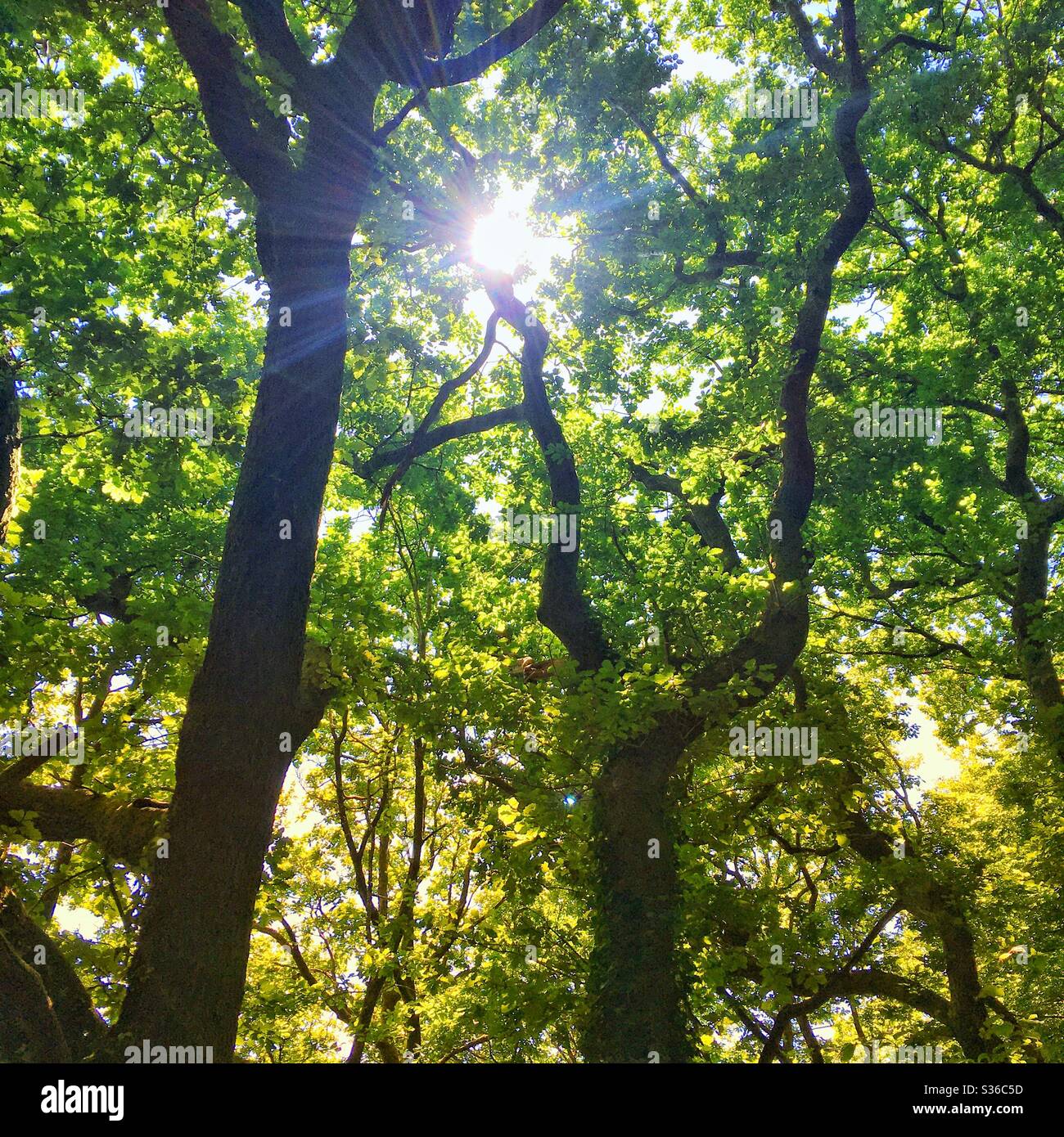 Una fotografia di un'illuminazione solare attraverso gli alberi. Verde lussureggiante fogliame di un bosco britannico in estate. Foto Stock