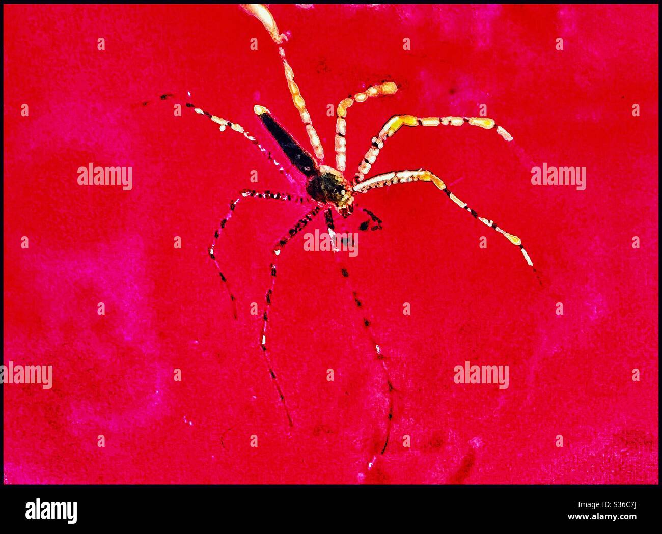 Un ragno su un fiore rosso. - Immagine stock catturata con smartphone