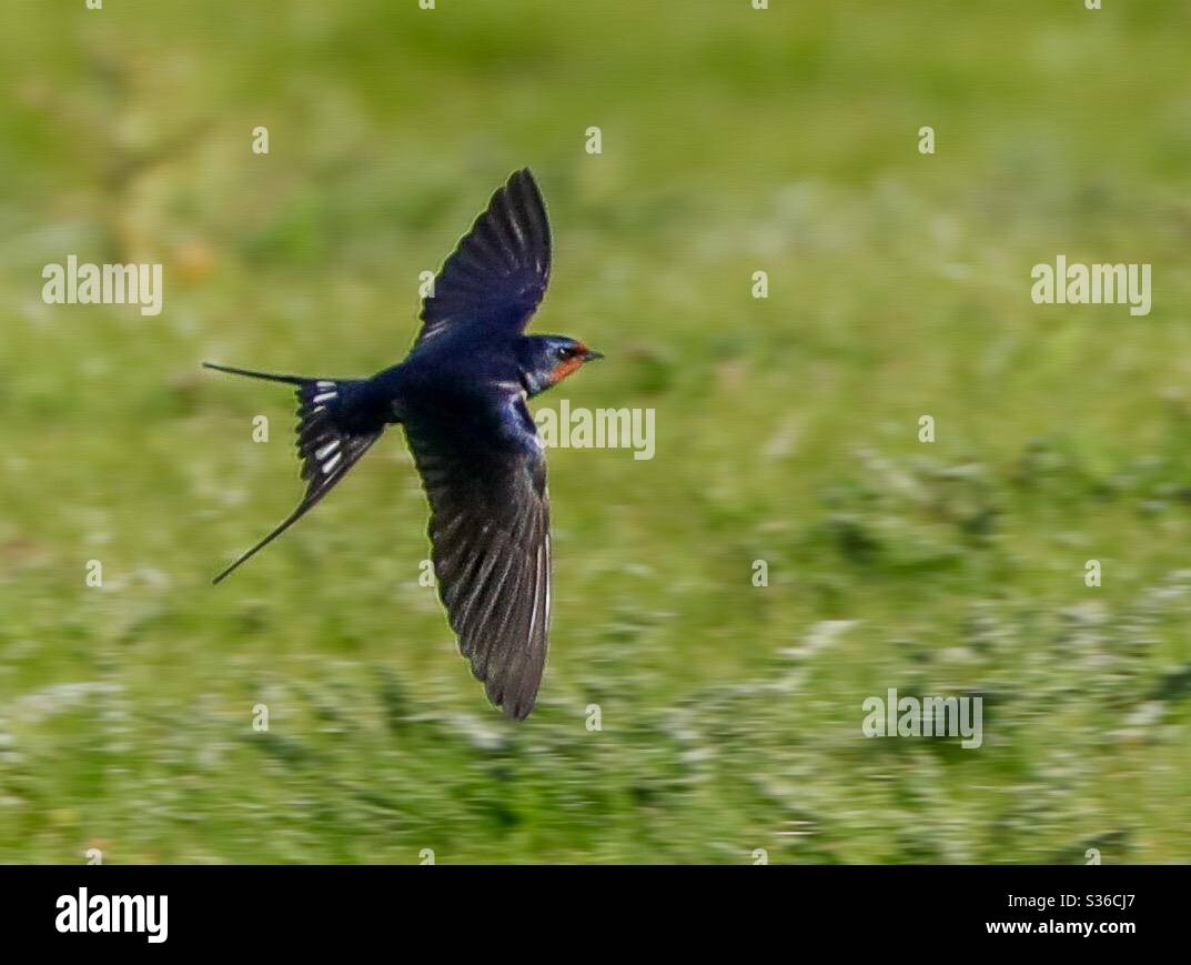 Lo Swallow in volo Foto Stock