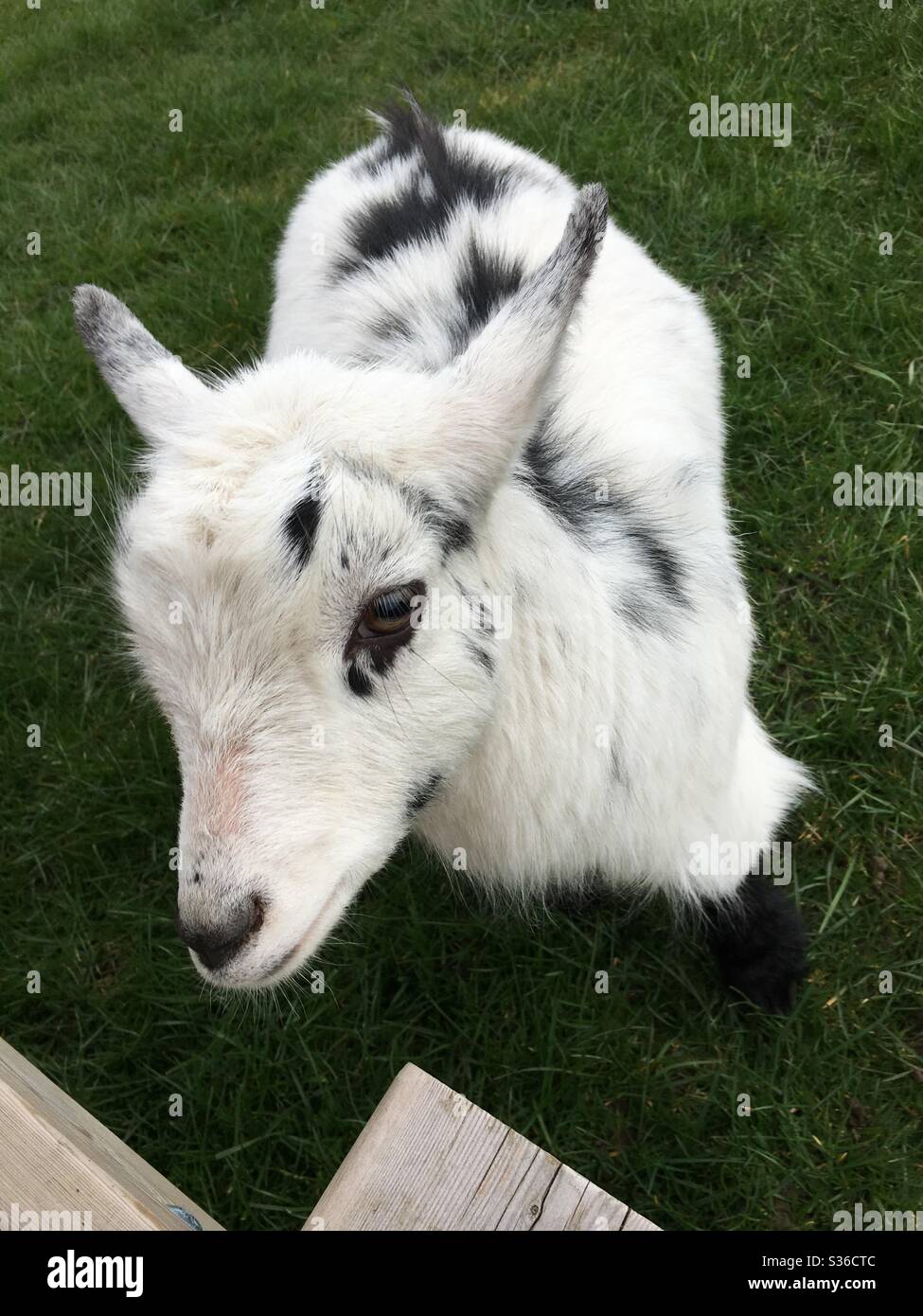 Bella capra Pigmy - Immagine stock catturata con smartphone
