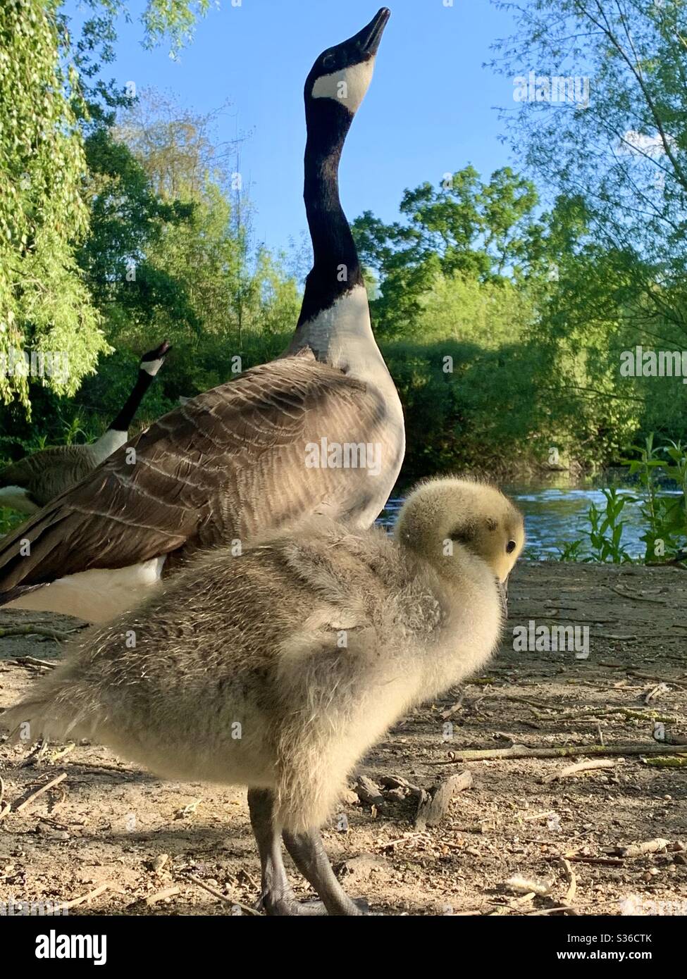 Gosling e oca madre nel parco Foto Stock