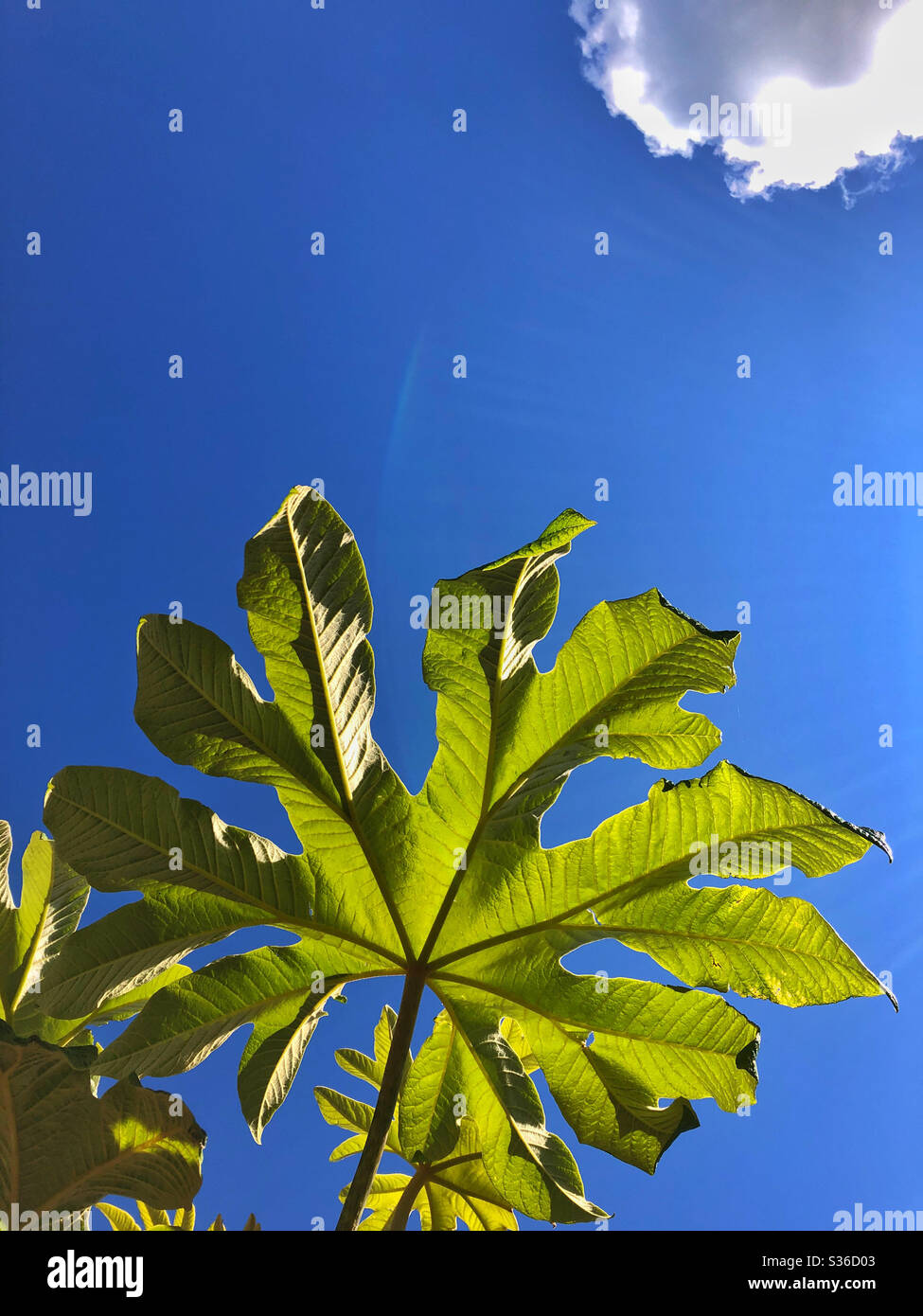 Foglia di un albero di carta di riso cinese ( Tetrapanax papyrifer) contro un cielo blu con una nuvola. Foto Stock