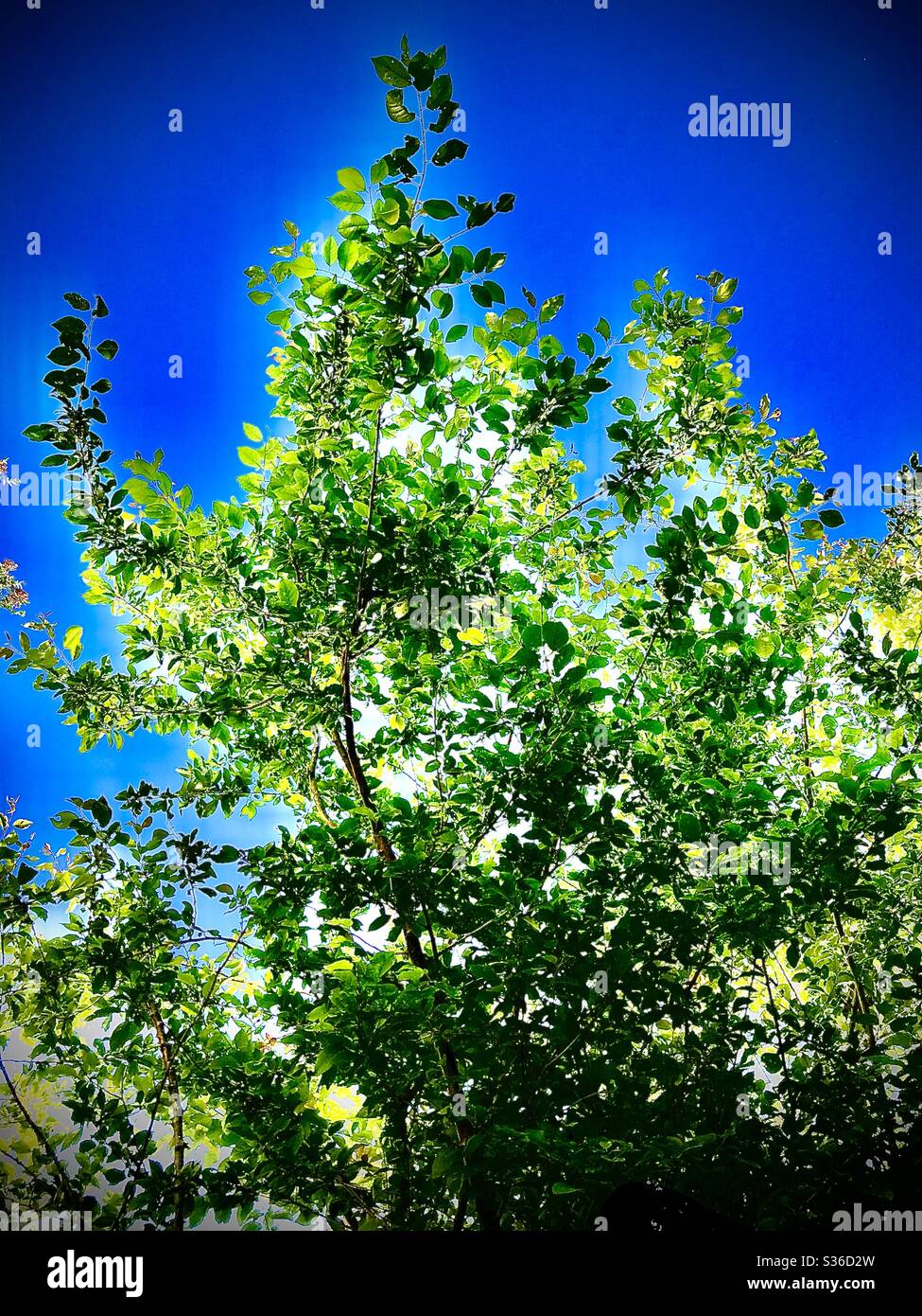 Sole estivo attraverso l'albero. - Immagine stock catturata con smartphone