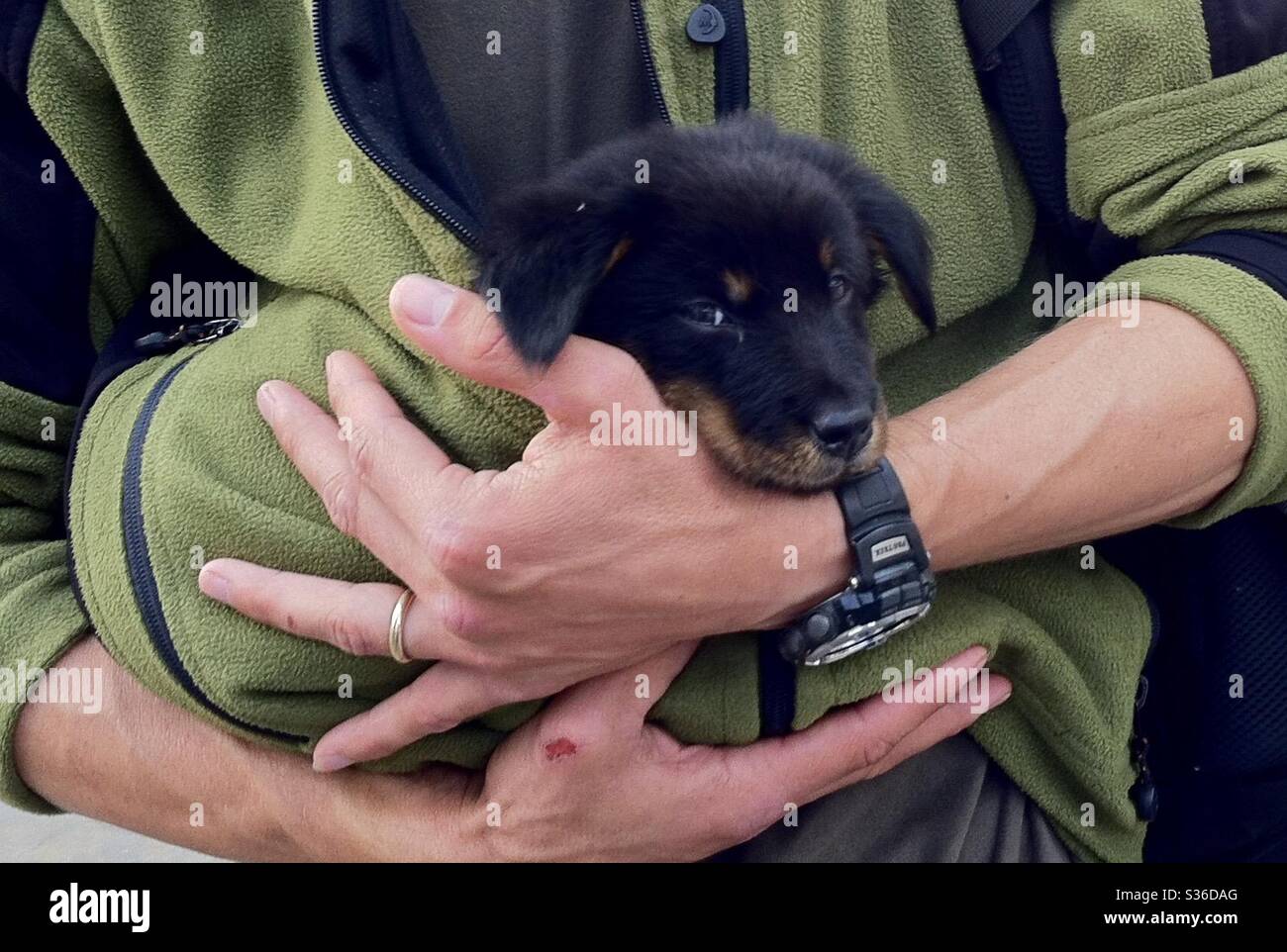 Salvato cucciolo di razza mista a Hong Kong. - Immagine stock catturata con smartphone