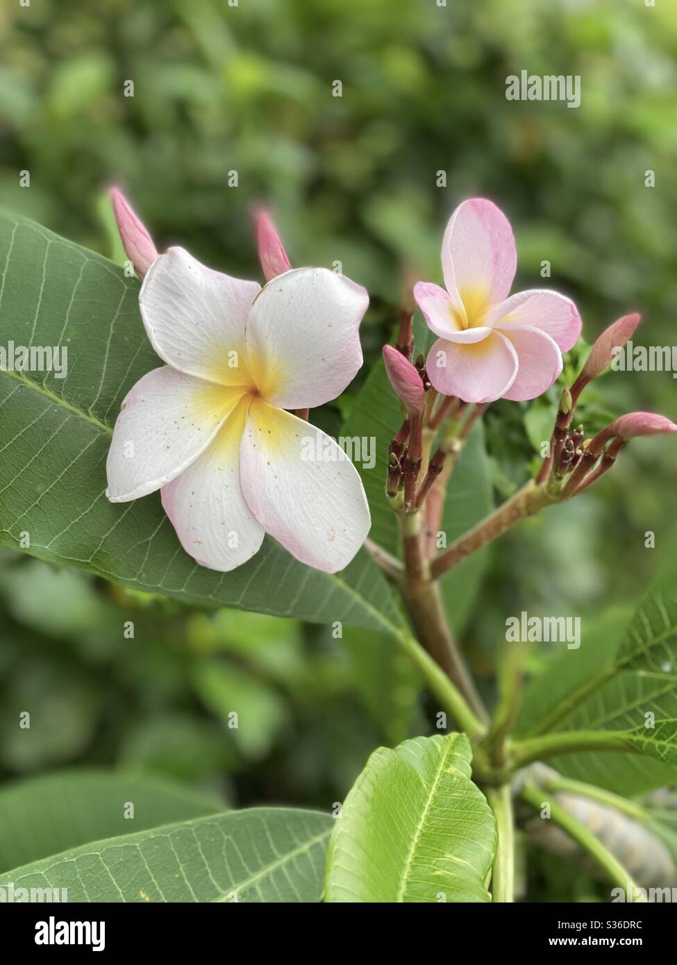 Frangipani rosa o anche conosciuto come fiori e gemme plumeria Foto Stock