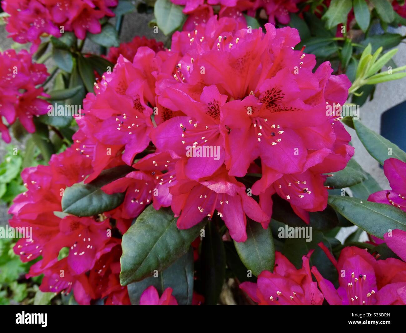 Fiori rossi rhododendron vivi al sole di primavera Foto Stock