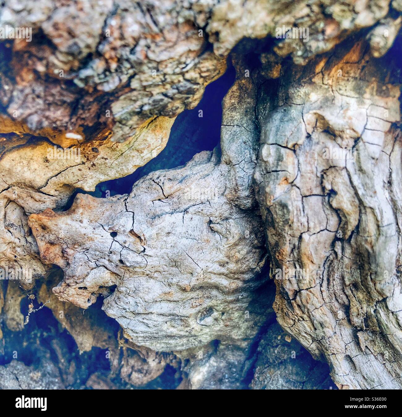 Primo piano della corteccia di un albero antico. Foto Stock