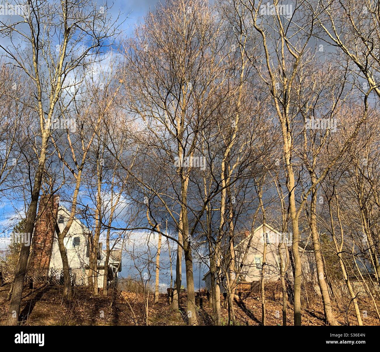 Case dietro gli alberi su una collina in Massachusetts, Stati Uniti Foto Stock