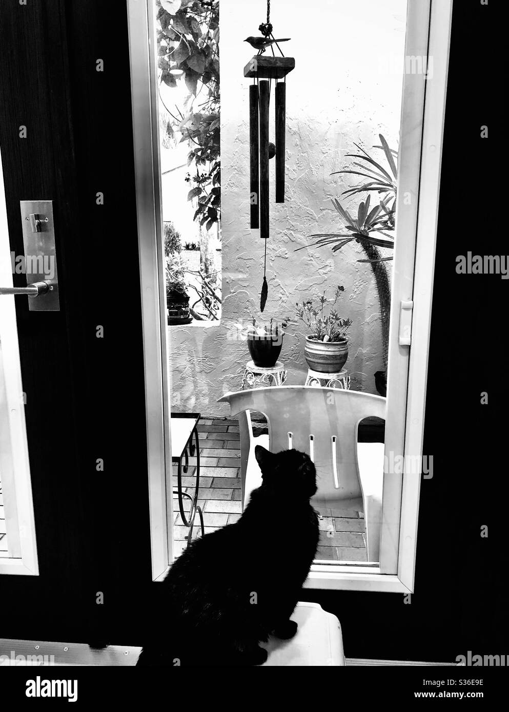 Gatto interno che guarda attraverso una finestra porta a un Mockingbird fuori seduto su un suono vento. - Immagine stock catturata con smartphone