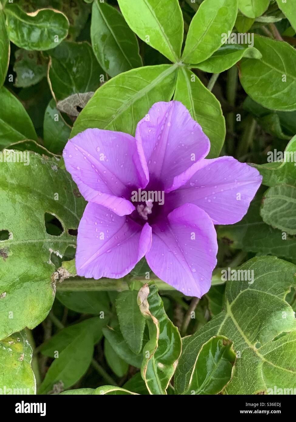 Delicato Mauve mattina Gloria sulla sua vite contro un verde sfondo fogliame - Immagine stock catturata con smartphone