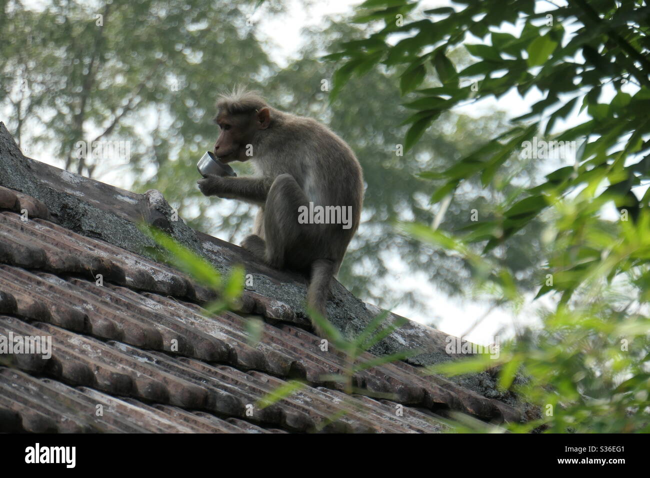 Scimmia, India Foto Stock