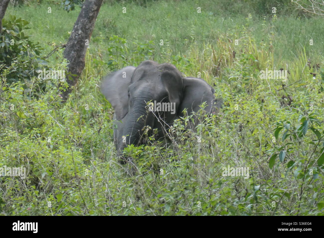 Elefante, Wayanad India Foto Stock