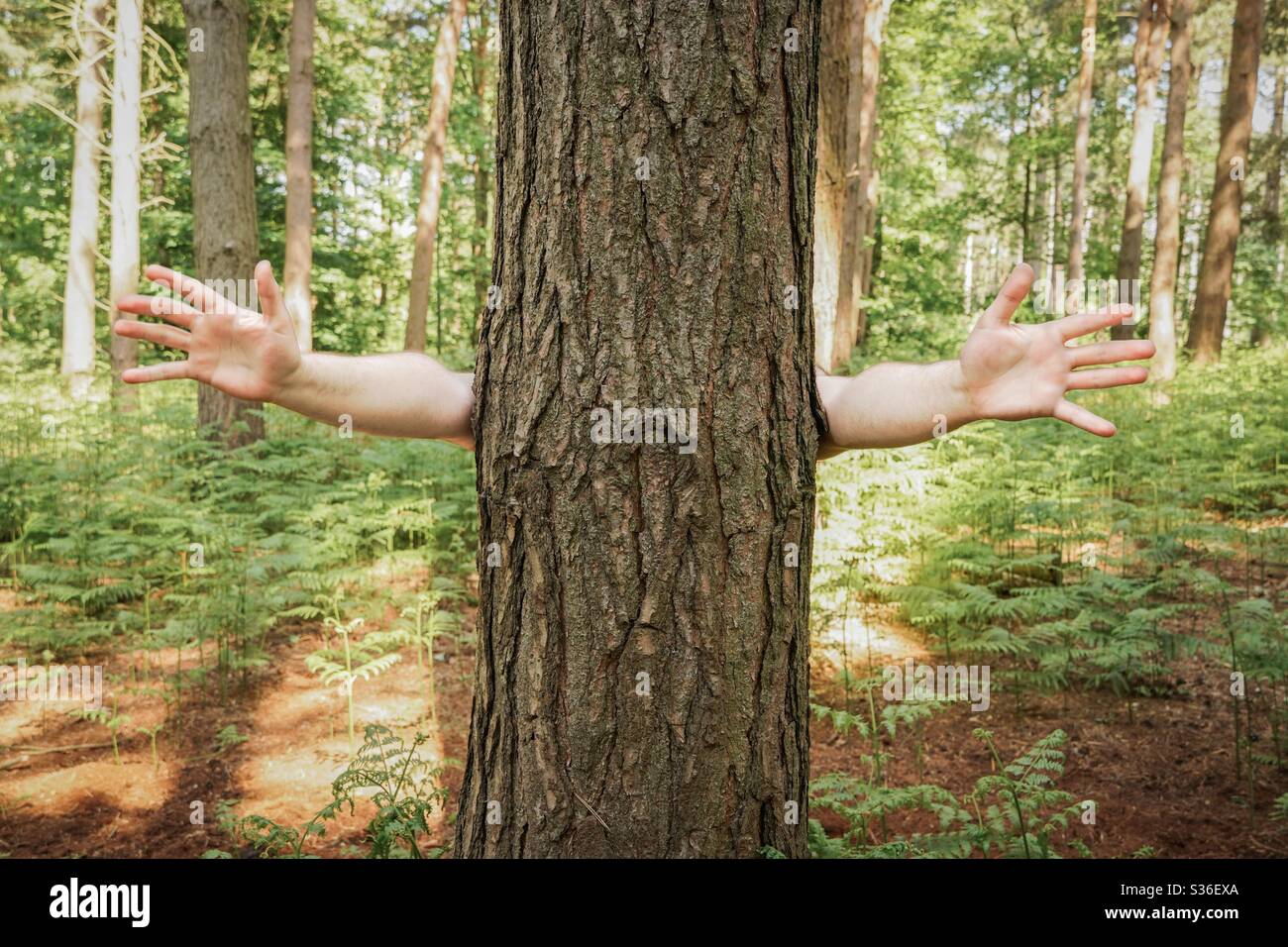 Un divertente concetto di albero abbracciante l'albero con braccia estese che chiedono un abbraccio Foto Stock