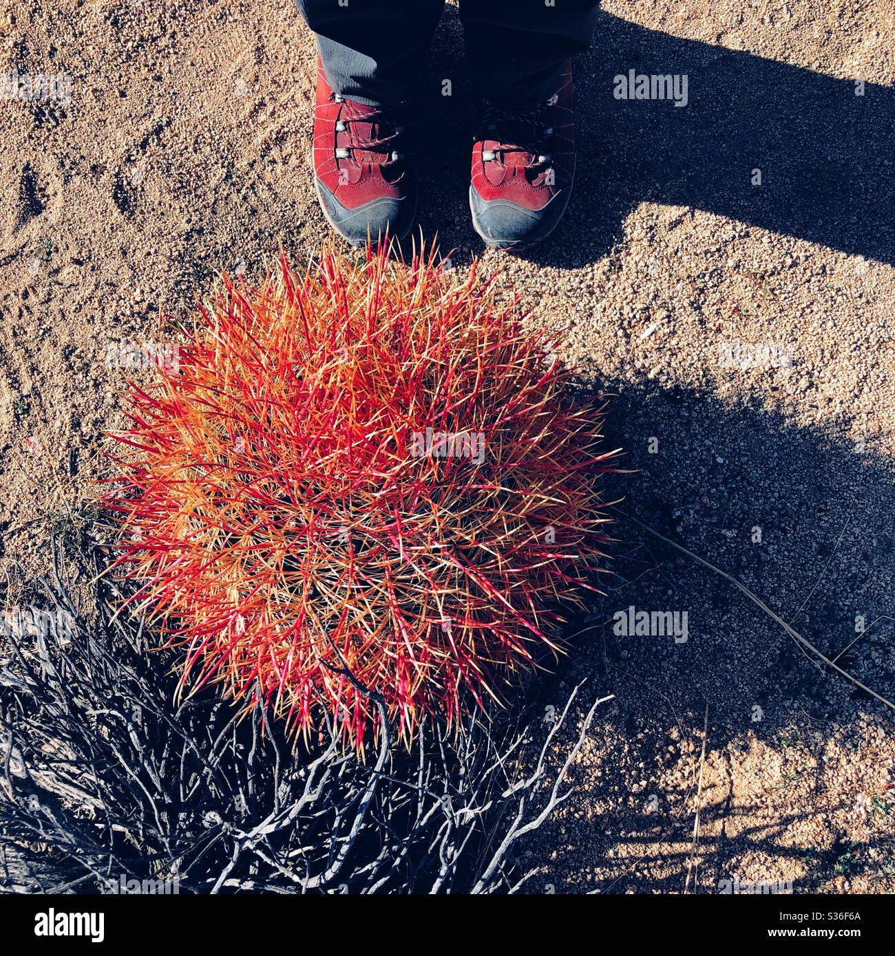 Cactus rosso sferico in un deserto in California Foto Stock