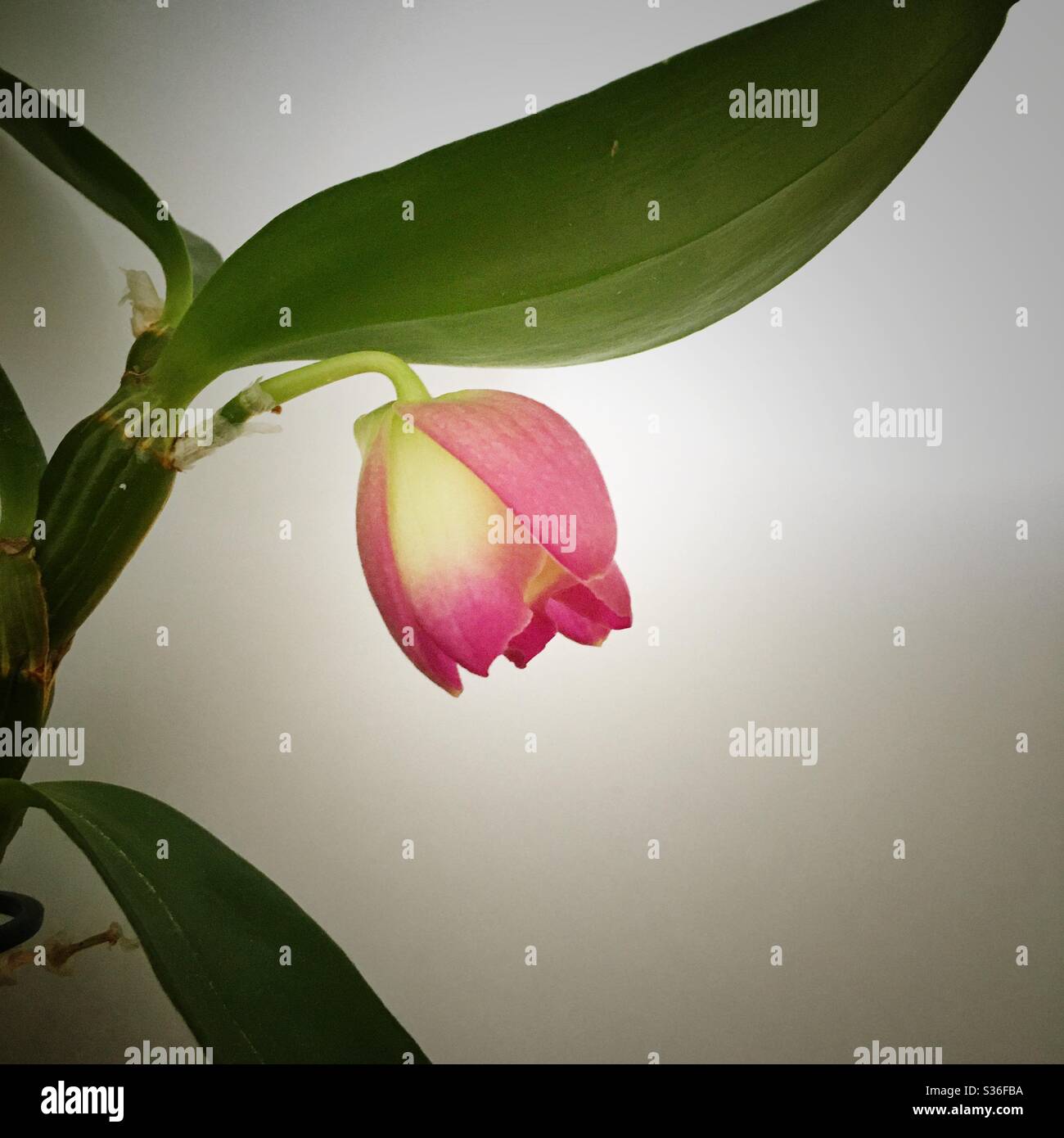 Una fotografia ravvicinata di una fioritura di orchidee, di un bel rosa vibrante e di pesca su uno sfondo bianco Foto Stock