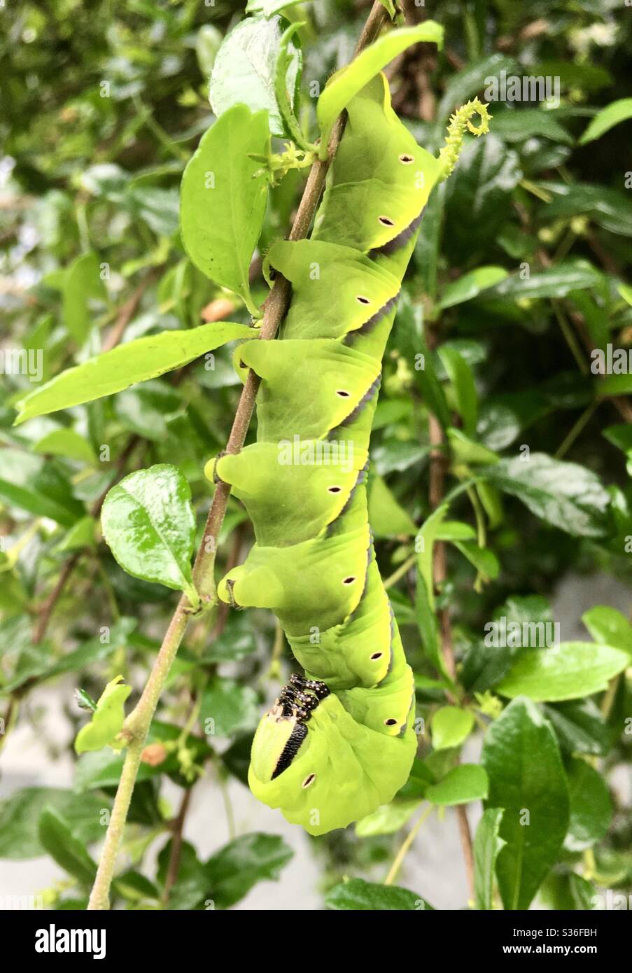 Asian Swallowtail farfalla caterpillar sorprendentemente camuffato. Foto Stock