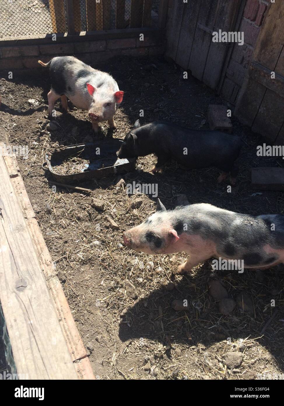 Piccoli maiali che hanno il loro pranzo Foto Stock