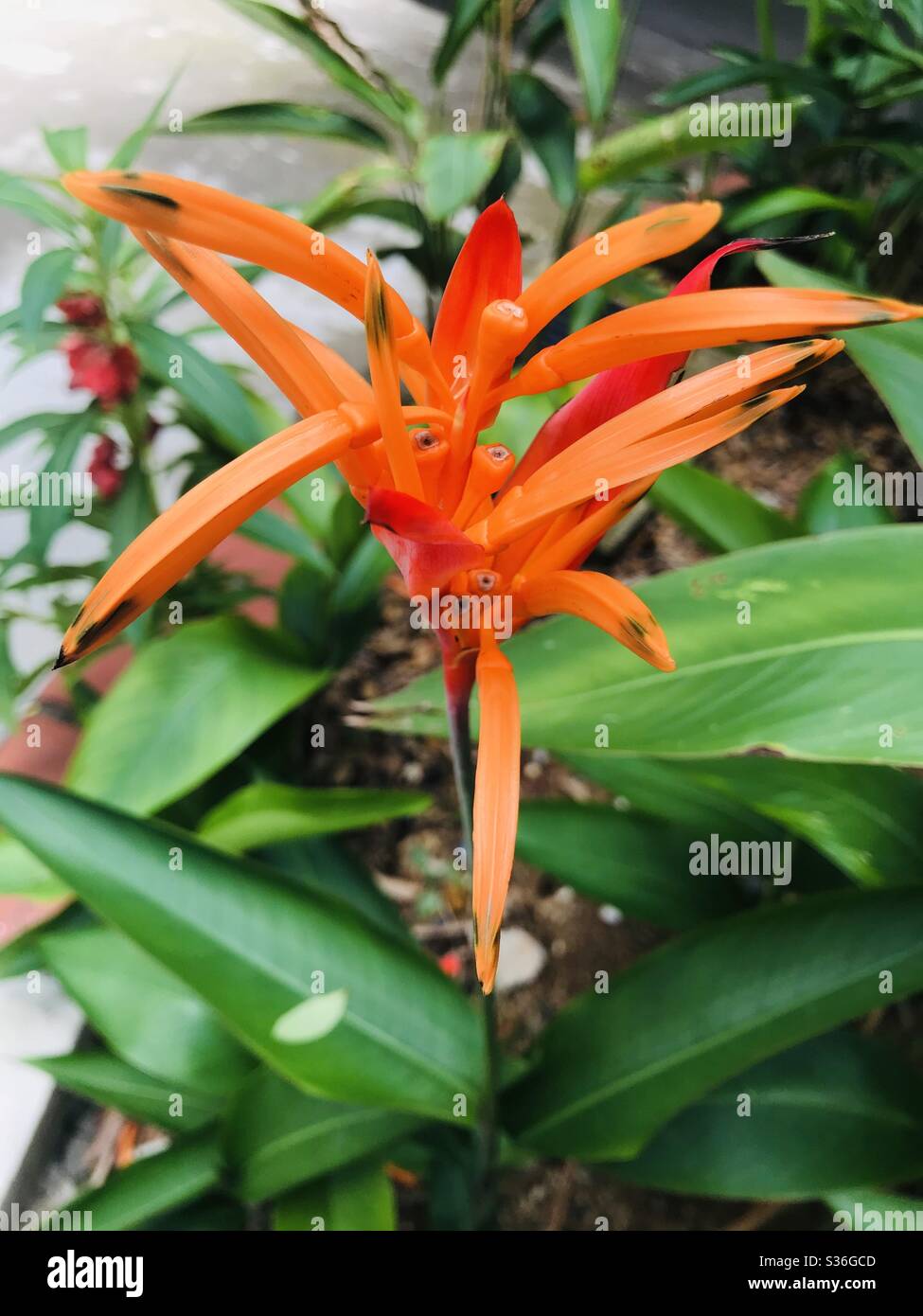 Rosso brillante & giallo Heliconia Psittacorum flower aka American Nano / Fiflash / Lady di, Singapore Foto Stock