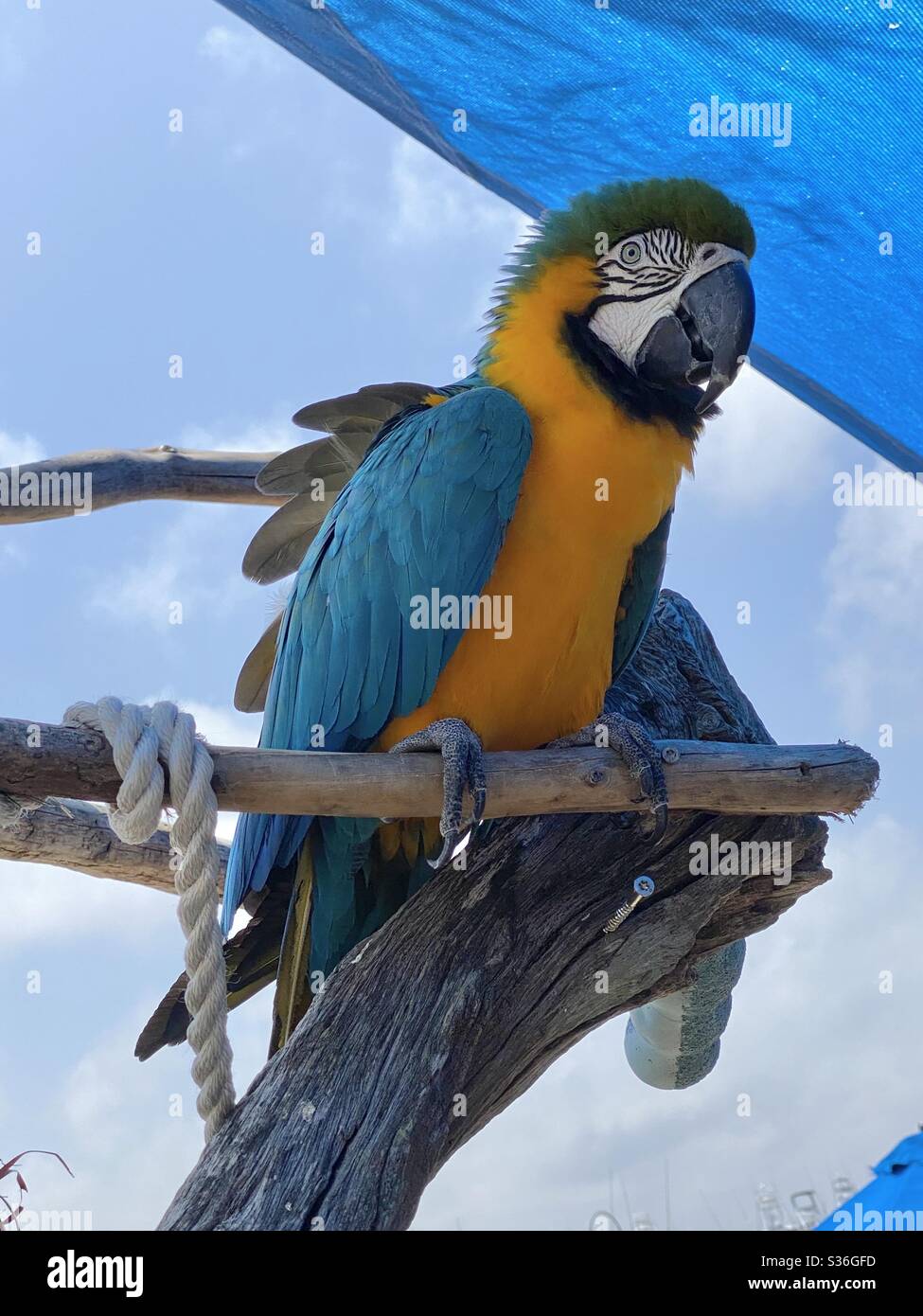 Macaw colorato blu e giallo appollaiato su un ramo di legno all'aperto - Immagine stock catturata con smartphone