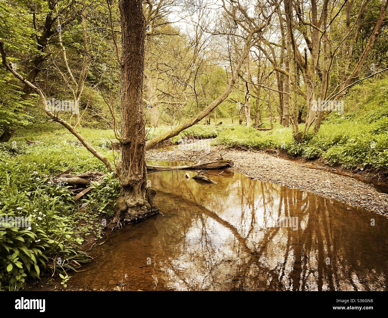 Alberi maturi in una foresta rurale britannica durante l'ora d'oro. Sentiero paesaggistico boschivo lungo le rive di un piccolo ruscello. Bellezza in natura. Foto Stock