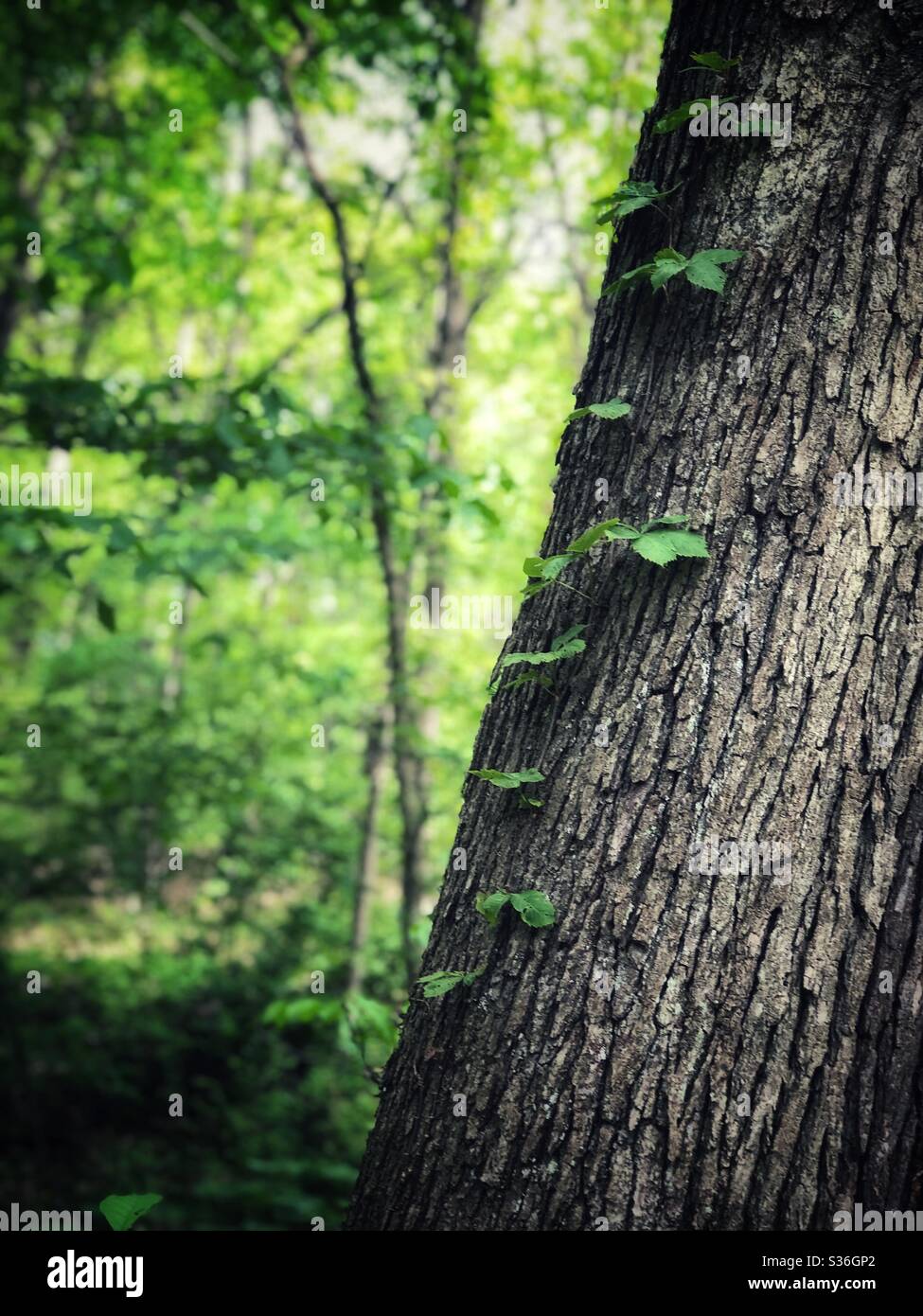 Viti che crescono sulla corteccia di un albero nella foresta Foto Stock