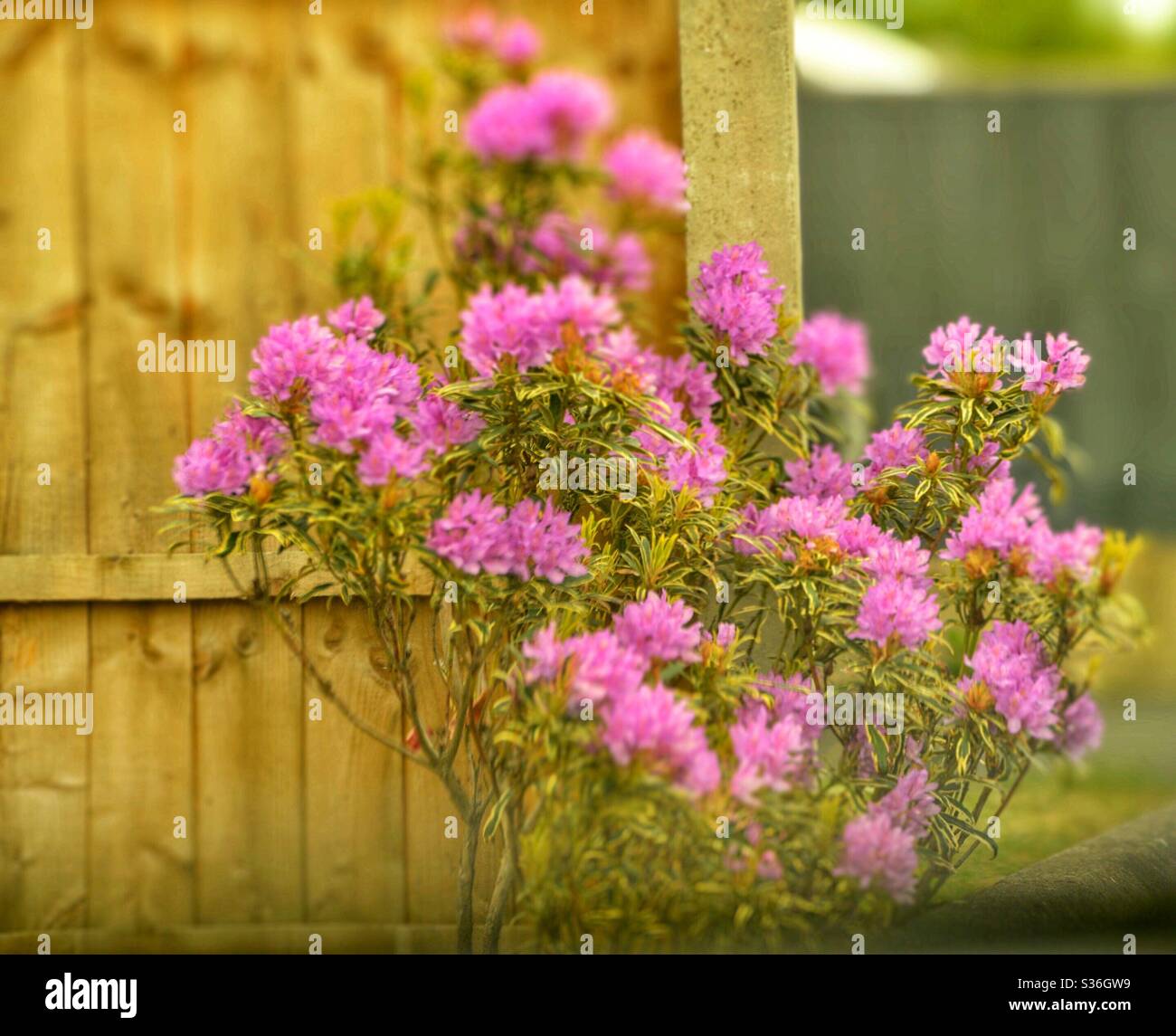 Fiori rosa vibranti davanti al pannello di recinzione in legno Foto Stock