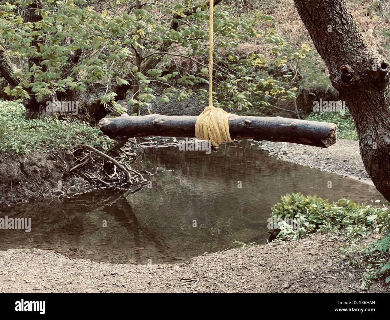 Primo piano dettagli di un'oscillazione di corda appesa ai rami di un albero maturo in una foresta. Un piccolo bastone è legato con nodo come un manico per swing sopra il fiume sotto Foto Stock