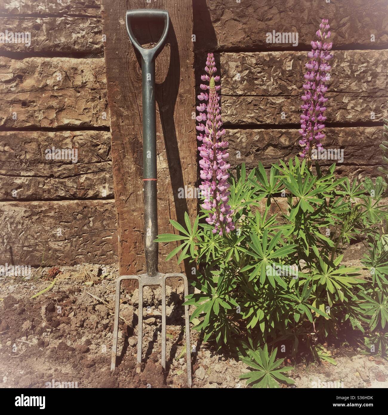 Una fotografia di una forchetta da giardinaggio e piante lupini in un giardino soleggiato. Legno traversina tronchi sfondo. Foto Stock