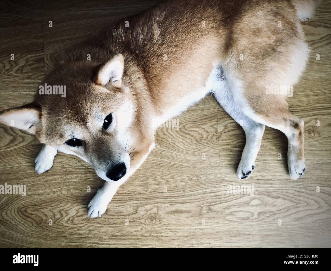 Shiba inu cane guardando fino alla fotocamera Foto Stock