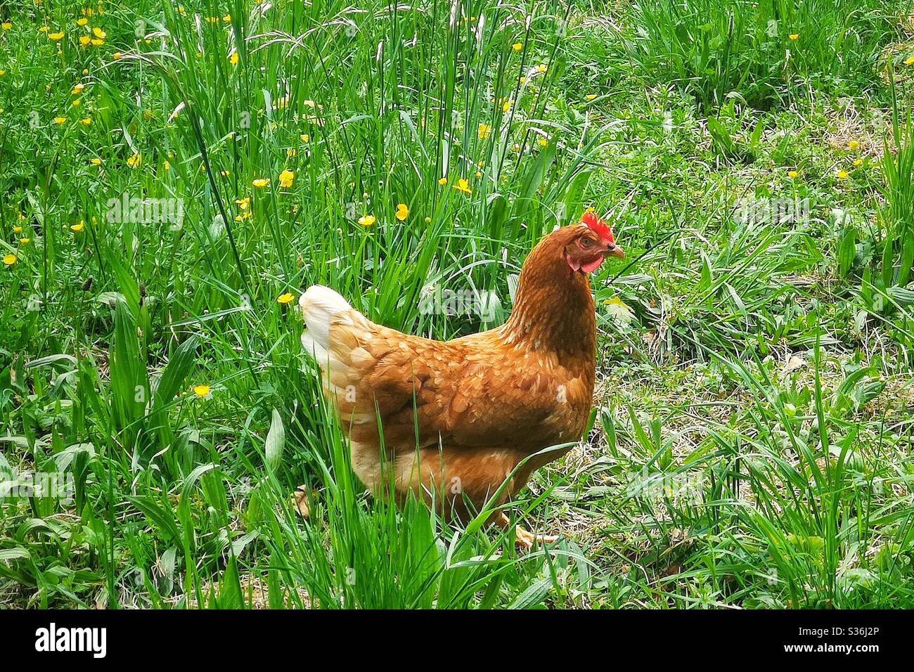 Gallina a campo libero Foto Stock