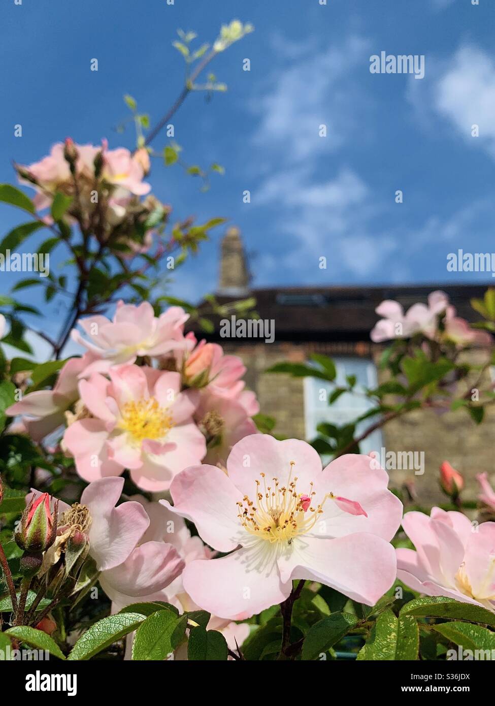 Rosa cane in un giardino di campagna inglese Foto Stock