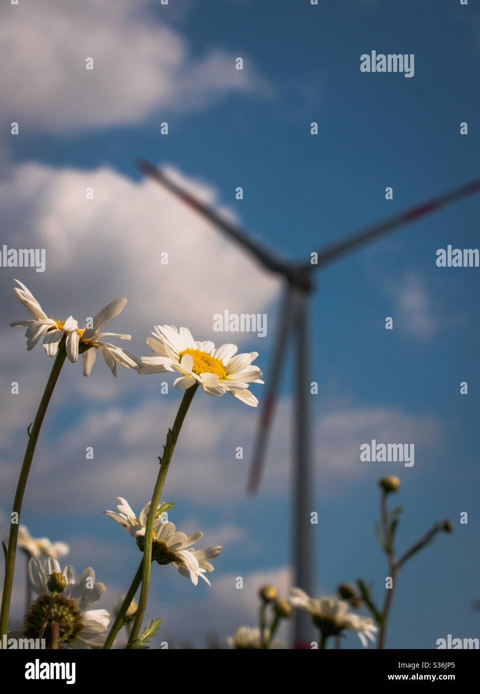 Fiori daisy in fiore di fronte a una turbina eolica Foto Stock