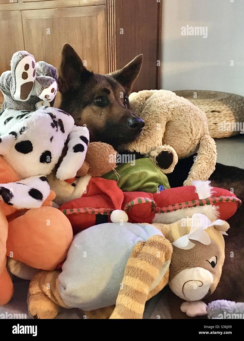 Cane felice coperto con tutti i suoi giocattoli. - Immagine stock catturata con smartphone