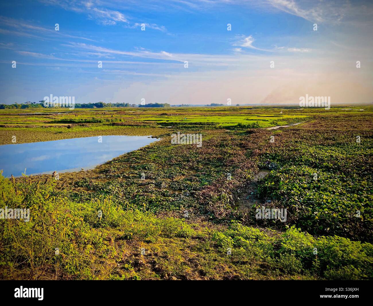 Risaie, Bangladesh Foto Stock