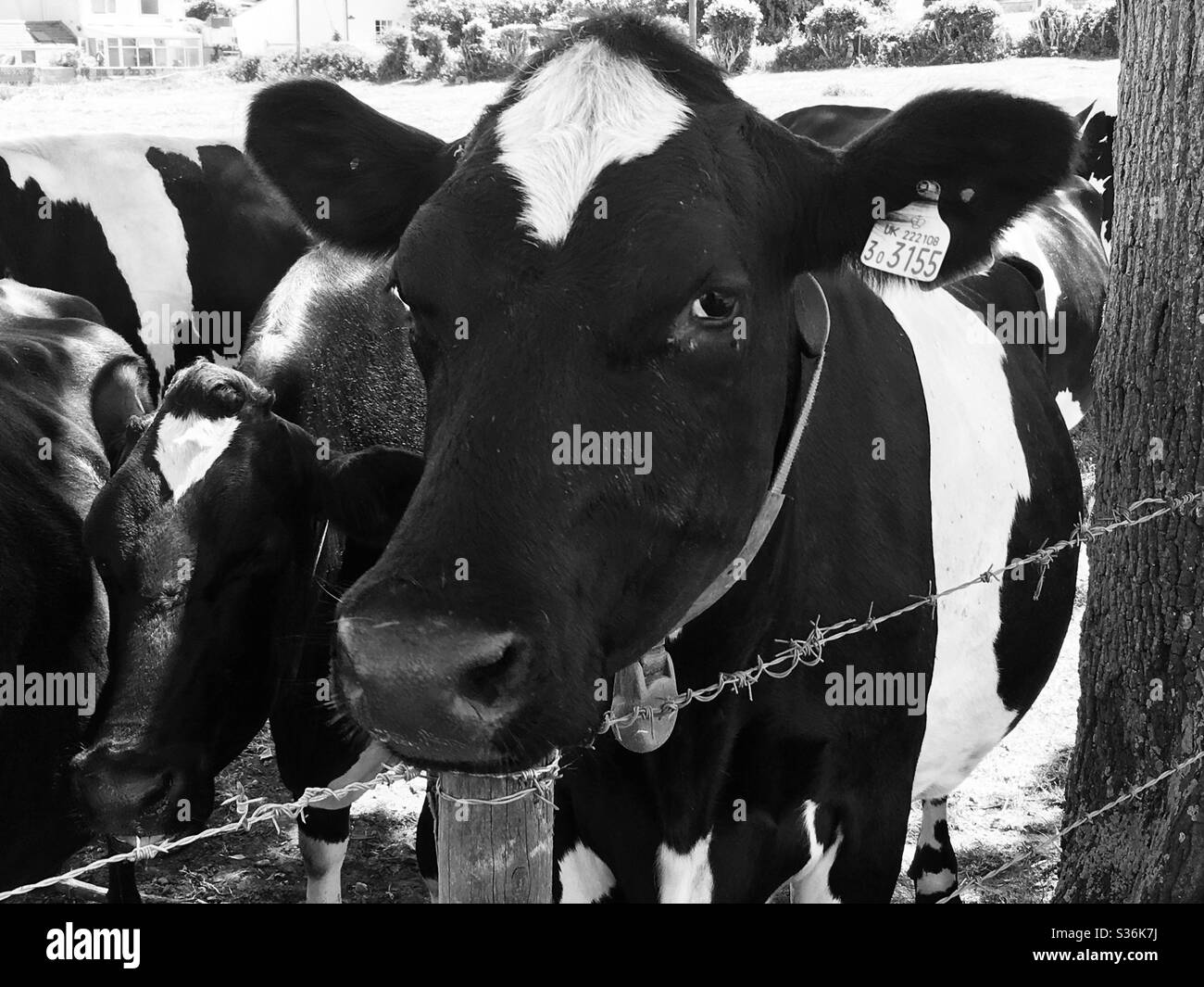 Faccia nera e bianca vicino a mucca di fattoria vicino a recinzione Foto Stock