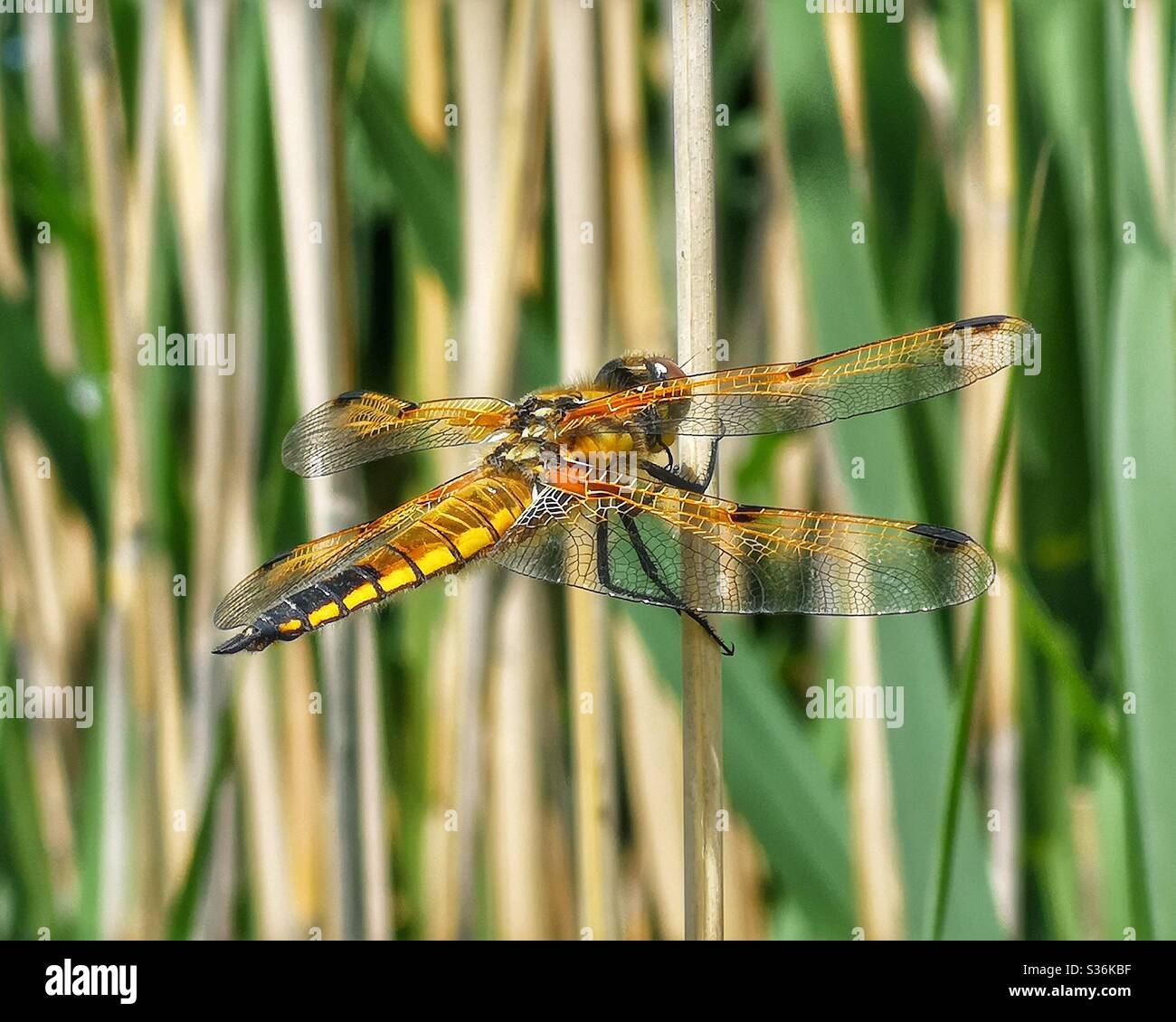 Libellula arancione e nera - Immagine stock catturata con smartphone