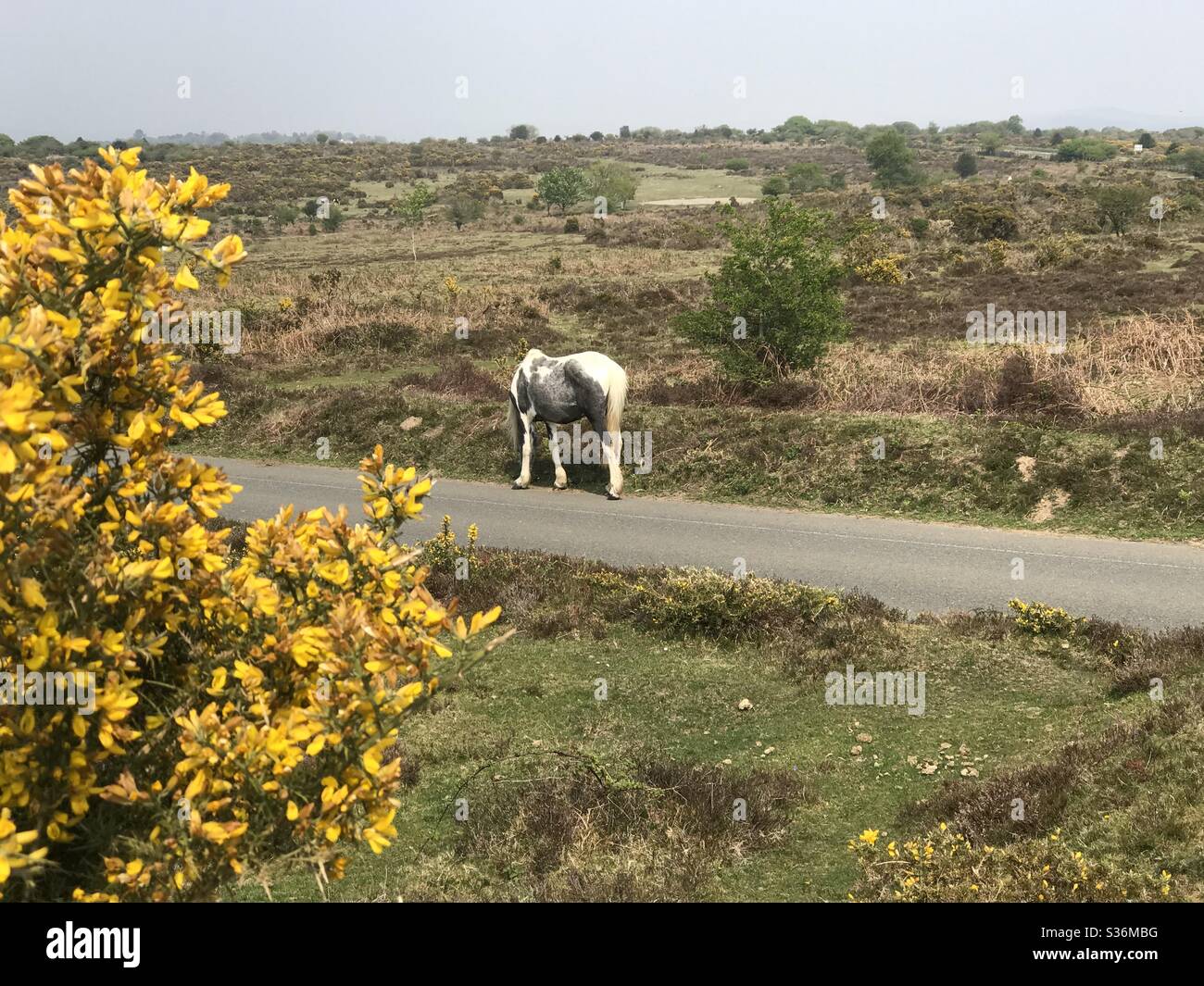 Devon Pony, Parco Nazionale di Dartmoor Foto Stock