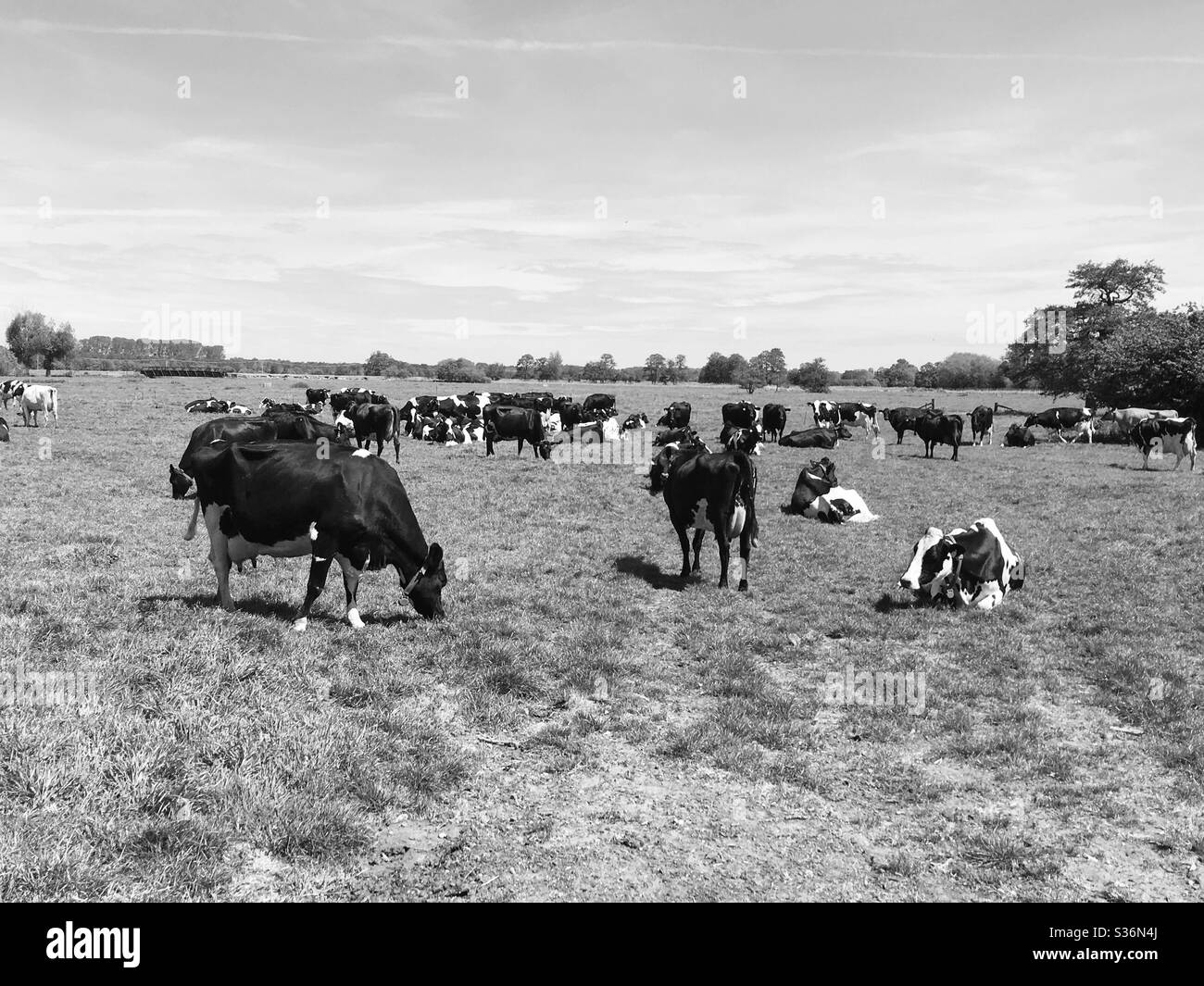 Foto in bianco e nero di stile vintage di mucche che pascolano un prato in una calda giornata di primavera Foto Stock