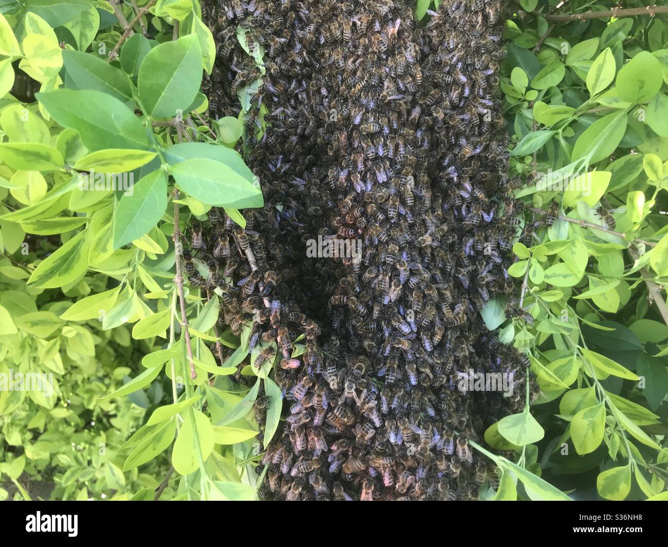 Un sciame di api di Buckfast. Foto Stock