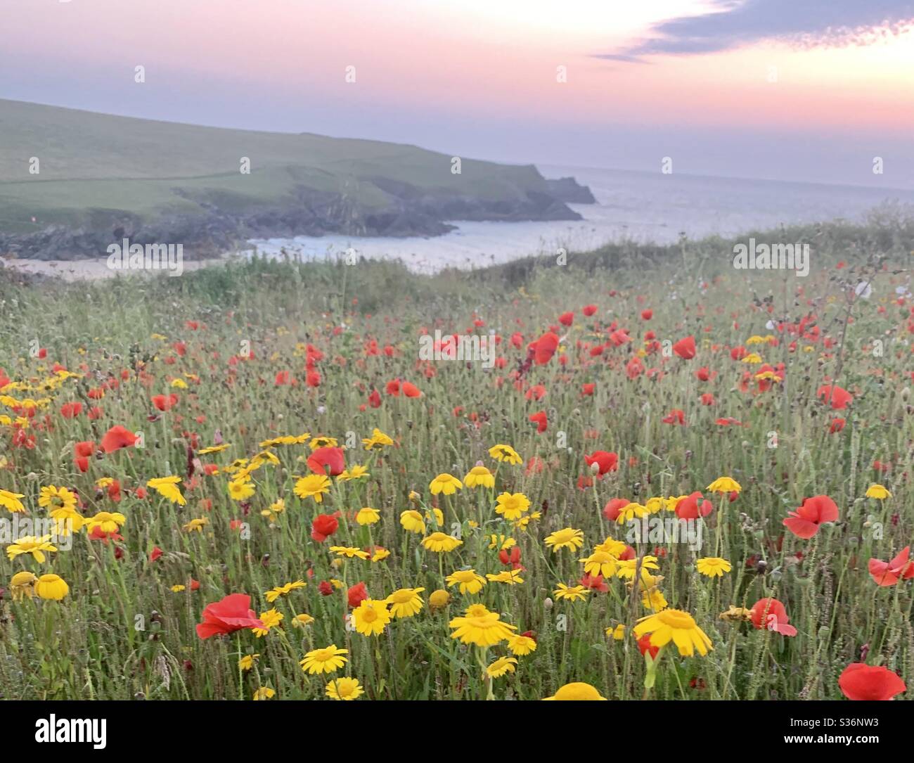 Campi di papavero vicino a Newquay Foto Stock