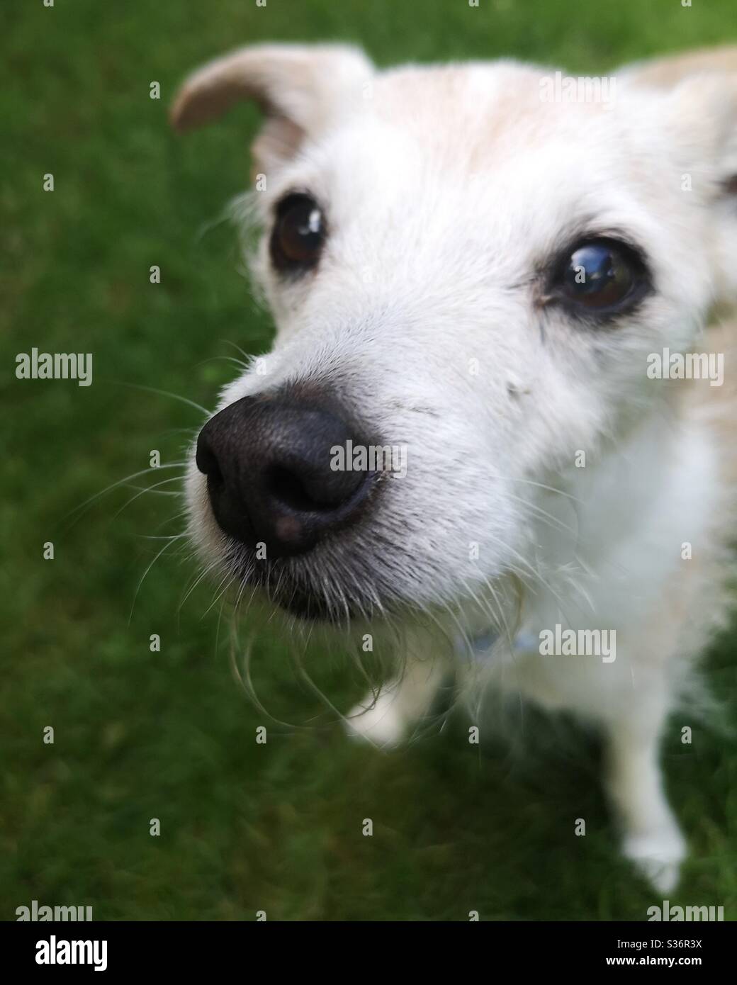 Carino Jack Russell Terrier - Immagine stock catturata con smartphone
