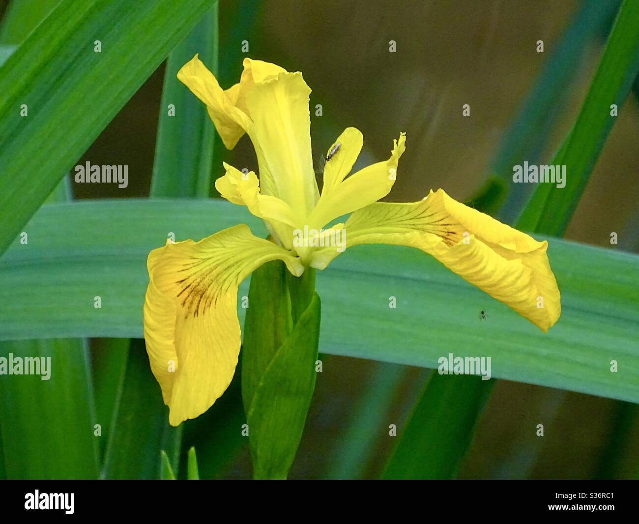 Bella bandiera gialla iris fiore nel sole di primavera Foto Stock