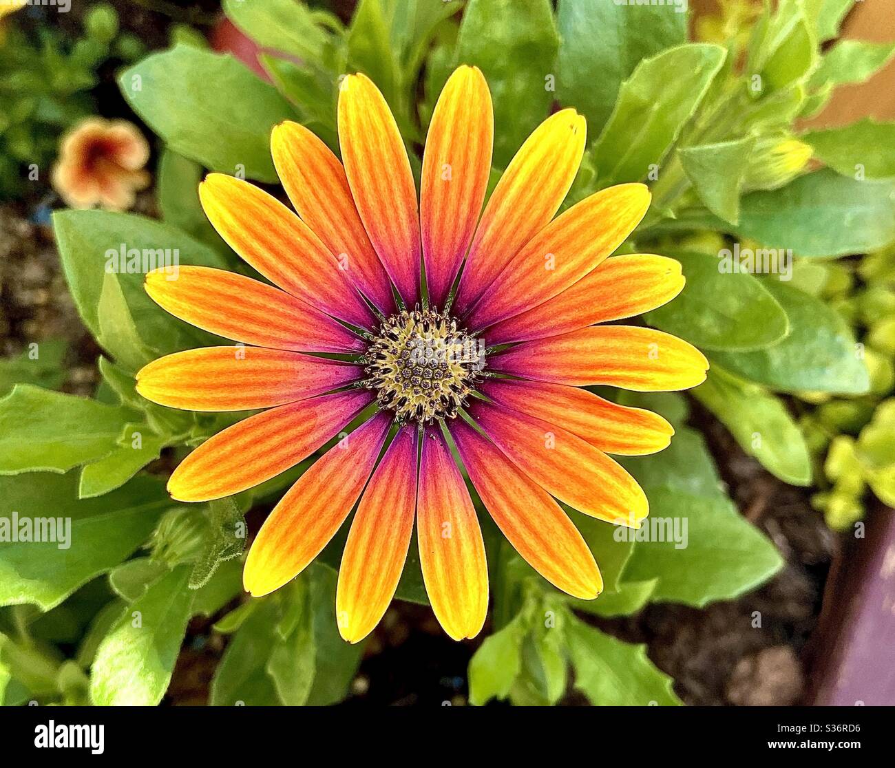 Giardino bellissimo fiore Foto Stock