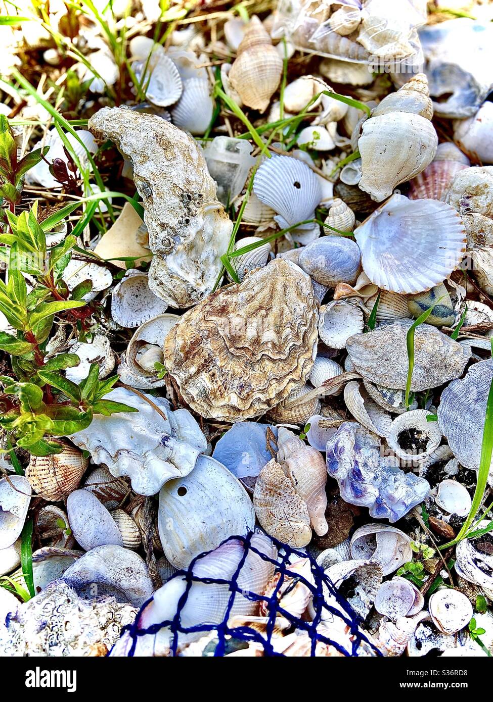 Lei vende conchiglie di mare Foto Stock