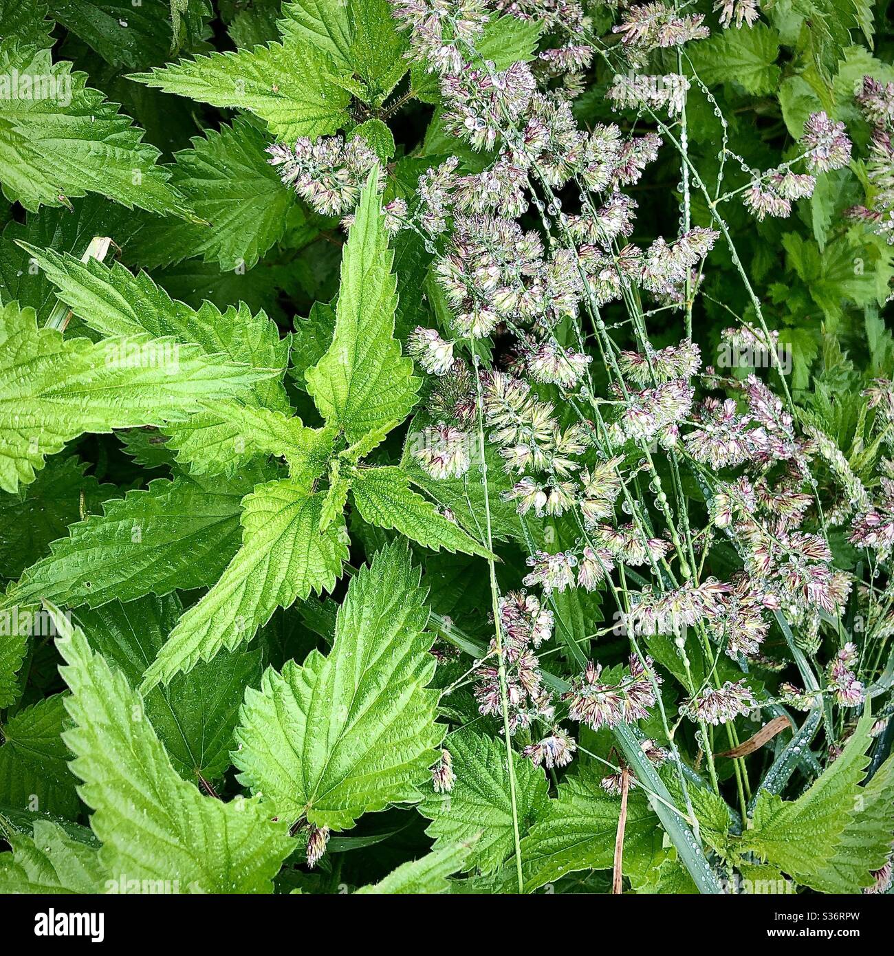 Nettle e graminacee a bordo strada. Foto Stock
