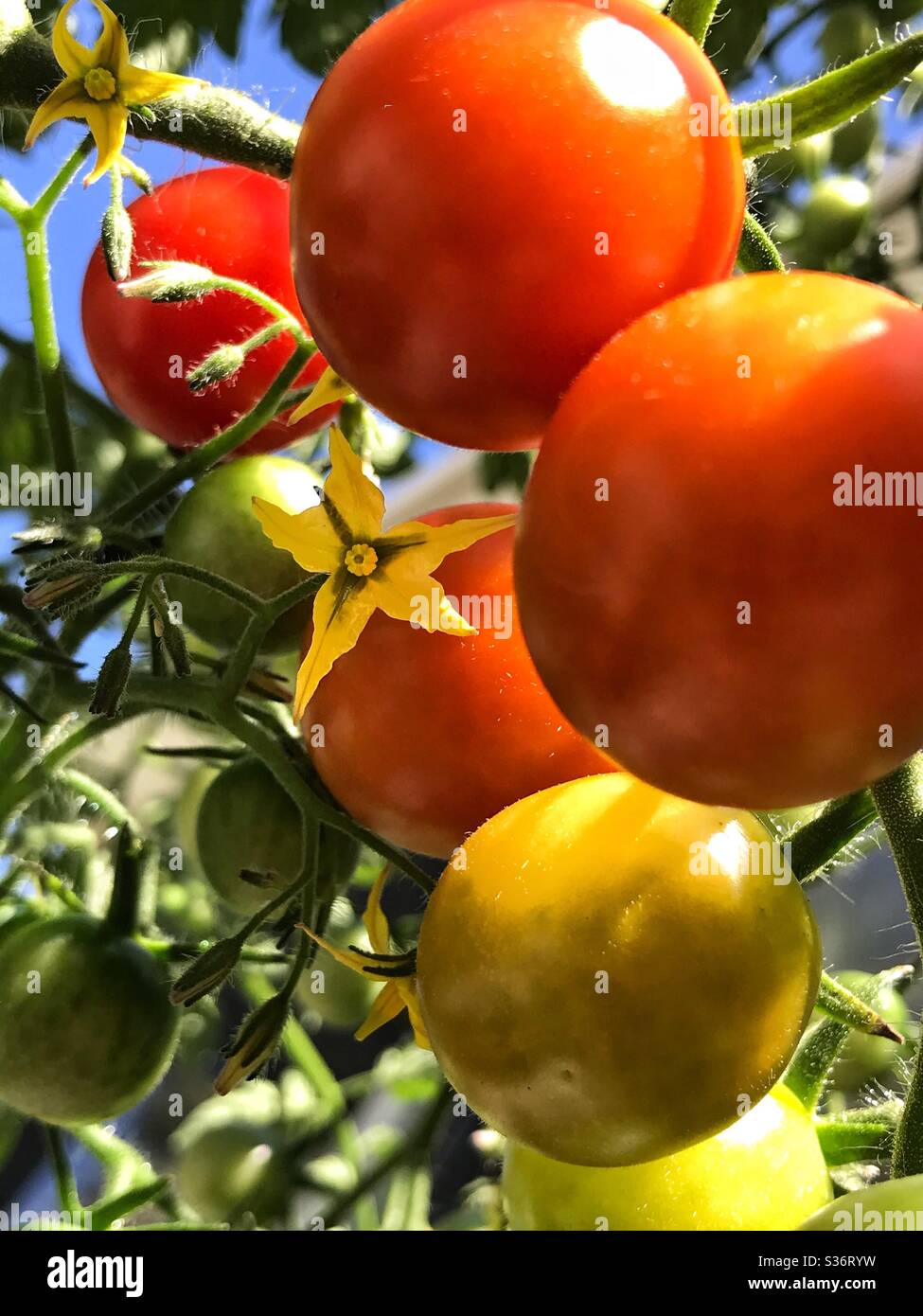 Fiore di piante di pomodoro circondato da pomodori ciliegini maturanti, primo piano Foto Stock