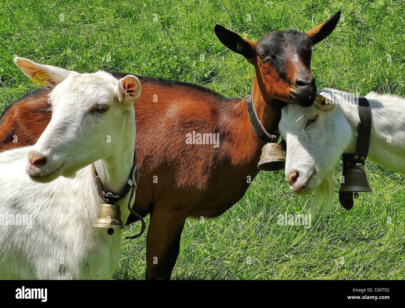 Tre capre carine - Immagine stock catturata con smartphone