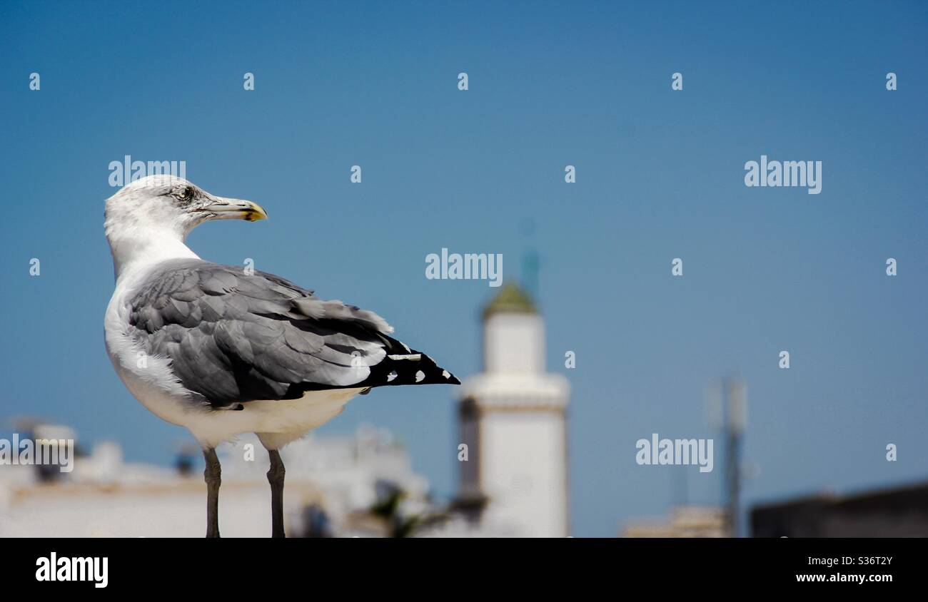 Un uccello Loock accanto alla Moschea Foto Stock