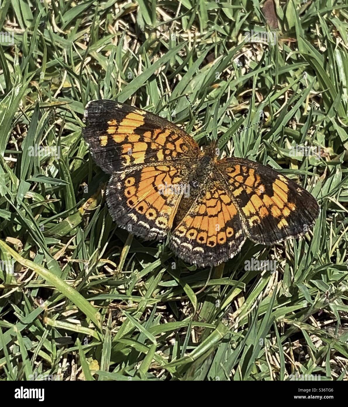 Farfalla a mezzaluna perla su sfondo verde erba - Immagine stock catturata con smartphone